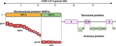 Roles and functions of SARS-CoV-2 proteins in host immune evasion